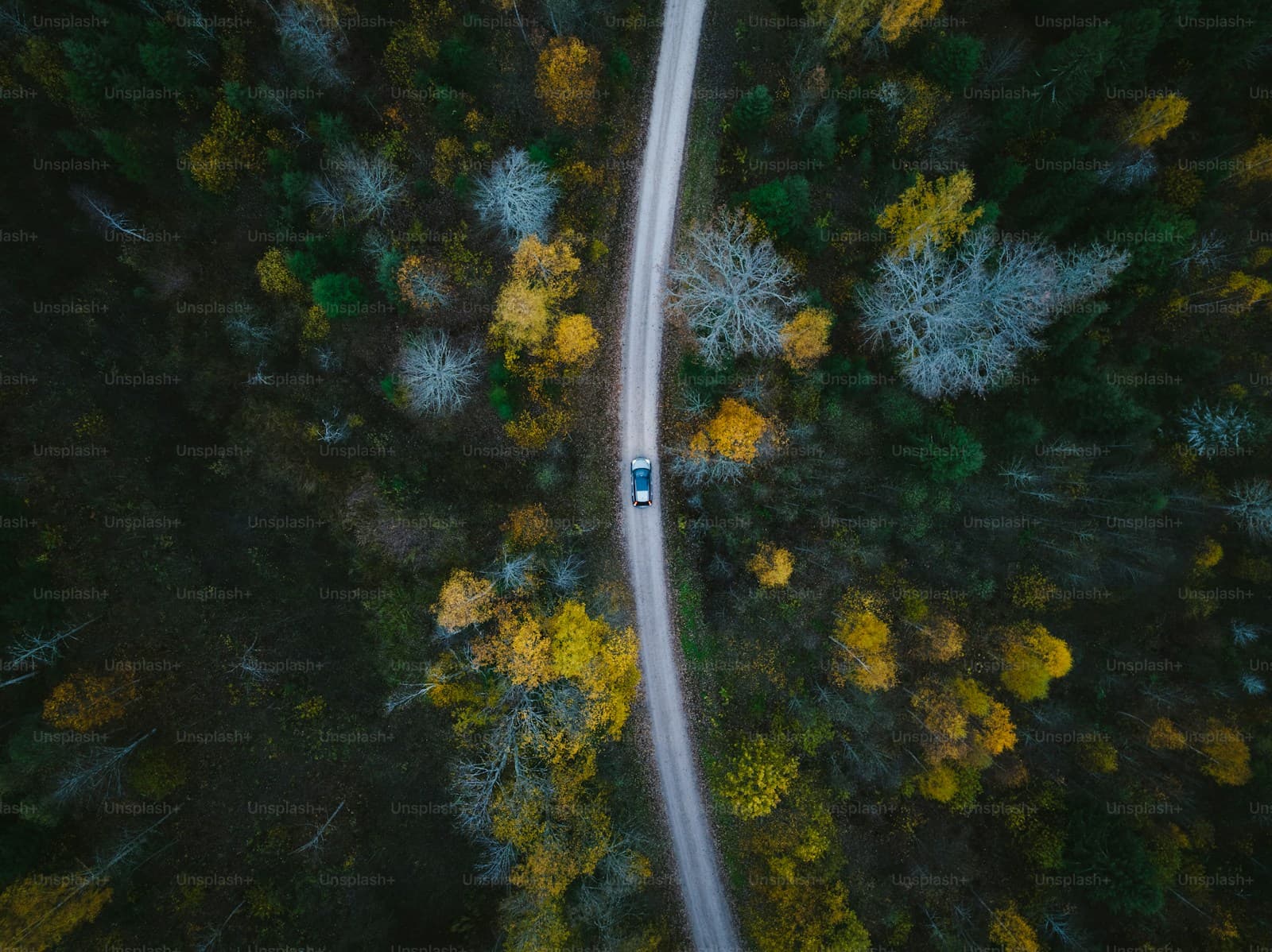 Aerial view of a car driving on a straight road through colorful autumn forest with yellow and green trees